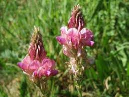 Flower Seeds, Seeds,Seeds For Planting,Plant Seeds