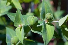 Lathyris Flower Seeds for Planting – Hardy, Heirloom, Non-GMO, High Germination Organic Garden Seeds
