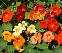 Nasturtium Flower Seeds for Planting – Heirloom, Non-GMO, Perfect for Borders & Home Gardens