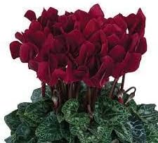 Flower Seeds, Seeds,Seeds For Planting,Plant Seeds