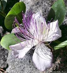 Flower Seeds, Seeds,Seeds For Planting,Plant Seeds
