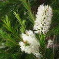 Melaleuca Flower Seeds for Planting – Wildflower Mix, Heirloom Non-GMO Seeds for Home Garden