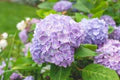 Violet Hydrangea Flower Seeds for Planting | Heirloom Non-GMO High Germination Seeds