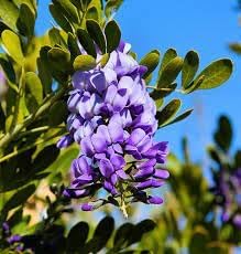 Flower Seeds, Seeds,Seeds For Planting,Plant Seeds