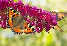 Flower Seeds, Seeds,Seeds For Planting,Plant Seeds