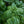 Vegetable Seeds,Garden seeds, Seeds For Planting,Plant Seeds