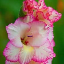 Flower Seeds, Seeds,Seeds For Planting,Plant Seeds