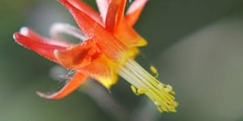 Flower Seeds, Seeds,Seeds For Planting,Plant Seeds