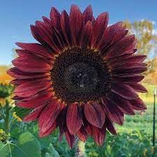 Flower Seeds, Seeds,Seeds For Planting,Plant Seeds