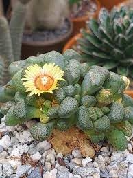 Flower Seeds, Seeds,Seeds For Planting,Plant Seeds