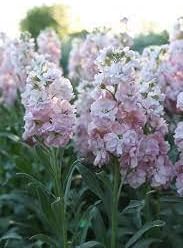 Flower Seeds, Seeds,Seeds For Planting,Plant Seeds