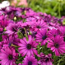 Flower Seeds, Seeds,Seeds For Planting,Plant Seeds