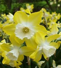 Flower Seeds, Seeds,Seeds For Planting,Plant Seeds