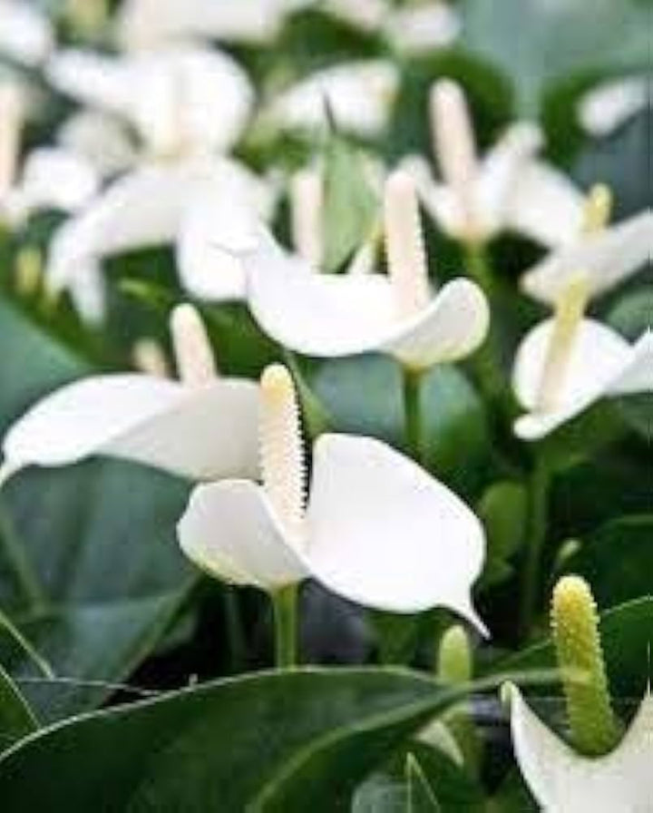 White Anthurium Linden Flower Seeds for Planting – Heirloom, Non-GMO, High Germination Garden Seeds