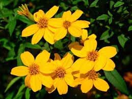 Flower Seeds, Seeds,Seeds For Planting,Plant Seeds