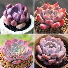 Flower Seeds, Seeds,Seeds For Planting,Plant Seeds