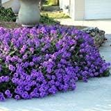 Flower Seeds, Seeds,Seeds For Planting,Plant Seeds