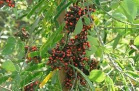 Vegetable Seeds,Garden seeds, Seeds For Planting,Plant Seeds