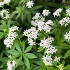 Flower Seeds, Seeds,Seeds For Planting,Plant Seeds