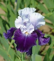 Flower Seeds, Seeds,Seeds For Planting,Plant Seeds
