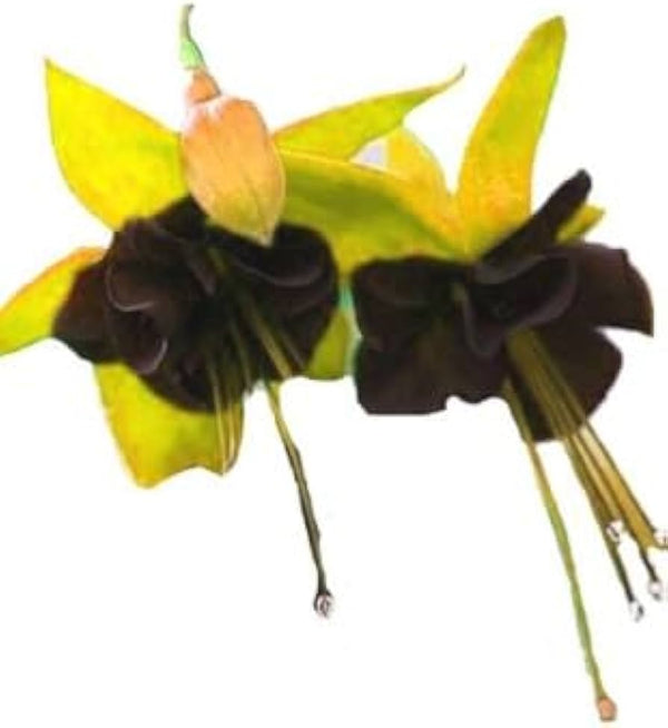 Flower Seeds, Seeds,Seeds For Planting,Plant Seeds
