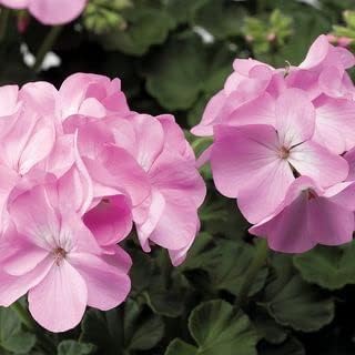 Flower Seeds, Seeds,Seeds For Planting,Plant Seeds