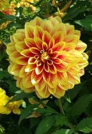 Flower Seeds, Seeds,Seeds For Planting,Plant Seeds