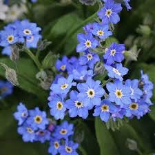 Flower Seeds, Seeds,Seeds For Planting,Plant Seeds
