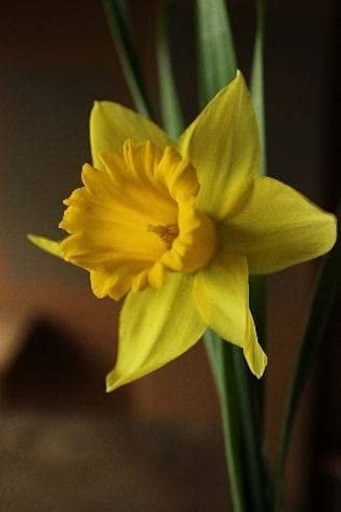 Thick Yellow Narcissus Flower Seeds for Planting – Heirloom Non-GMO, High Germination Organic Garden Seeds