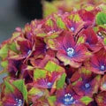 Yellow Red Hydrangea Flower Seeds for Planting – Heirloom, Non-GMO, High Germination Organic Garden Seeds