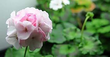 Flower Seeds, Seeds,Seeds For Planting,Plant Seeds