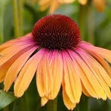 Yellow & Pink Echinacea purpurea Seeds for Planting – Heirloom, Non-GMO Wildflower Seeds for Pollinator & Home Gardens