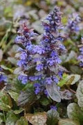 Ajuga Flower Seeds for Planting - Heirloom, Non-GMO, High Germination Organic Garden Seeds