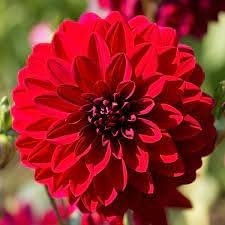 Flower Seeds, Seeds,Seeds For Planting,Plant Seeds