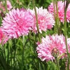 Cornflower Seeds for Planting – Easy to Grow, Heirloom, Non-GMO Organic Garden Seeds