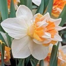 Flower Seeds, Seeds,Seeds For Planting,Plant Seeds