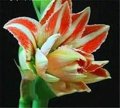 Flower Seeds, Seeds,Seeds For Planting,Plant Seeds