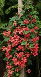 Flower Seeds, Seeds,Seeds For Planting,Plant Seeds