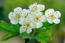 Flower Seeds, Seeds,Seeds For Planting,Plant Seeds