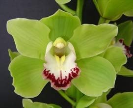 Flower Seeds, Seeds,Seeds For Planting,Plant Seeds