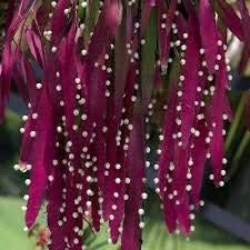 Flower Seeds, Seeds,Seeds For Planting,Plant Seeds