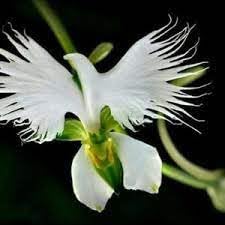 Flower Seeds, Seeds,Seeds For Planting,Plant Seeds