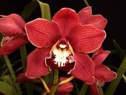 Flower Seeds, Seeds,Seeds For Planting,Plant Seeds