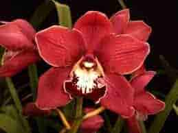 Cymbidium Orchid Flower Seeds for Planting – Heirloom, Non-GMO, High Germination Organic Garden Seeds for Home & Cut Flower Gardens