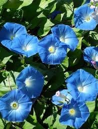 Flower Seeds, Seeds,Seeds For Planting,Plant Seeds