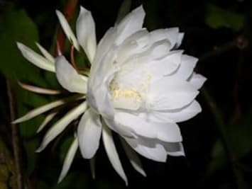 Flower Seeds, Seeds,Seeds For Planting,Plant Seeds