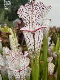 Flower Seeds, Seeds,Seeds For Planting,Plant Seeds