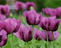 Hungarian Flower Seeds for Planting – Border-Perfect Heirloom, Non-GMO, High Germination Garden Seeds