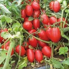 Vegetable Seeds,Garden seeds, Seeds For Planting,Plant Seeds