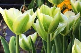 Flower Seeds, Seeds,Seeds For Planting,Plant Seeds